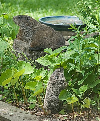 Two groundhogs.