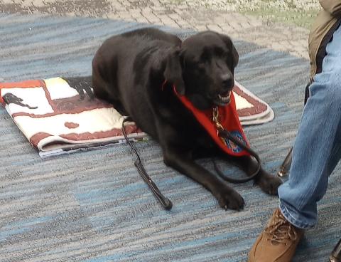 Read to a Dog Scout