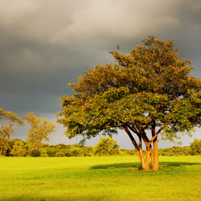 Tree in storm